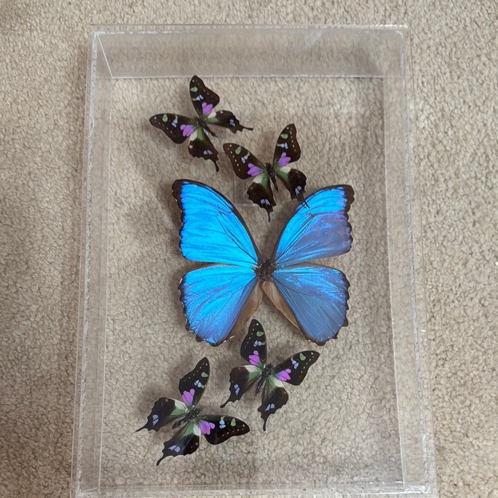 Vibrant Blue and Black Butterfly Art